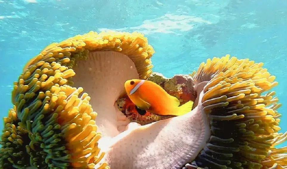 VARU by Atmosphere馬爾地夫瓦露,經過PADI認證的潛水中心擁有最先進的設備