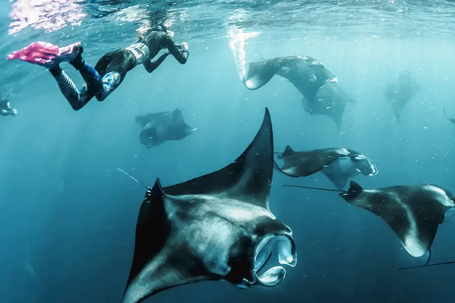 芙拉瓦西渡假村_和蝠魵游泳