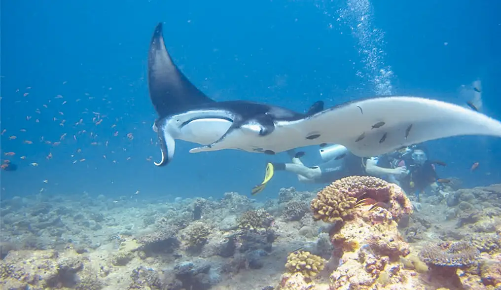 馬爾地夫旅遊_Fushifaru富士法魯渡假村_娛樂活動_潛水