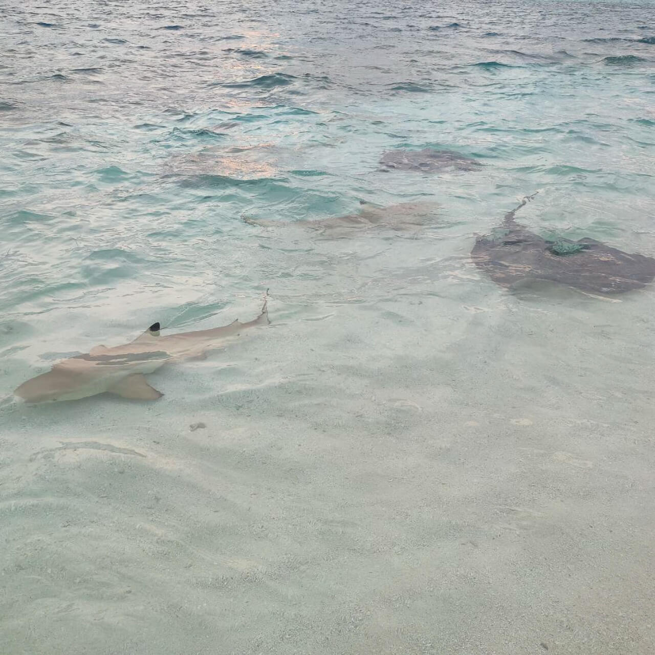 馬爾地Lily渡假村推薦_克拉拉旅遊評論14 (13)