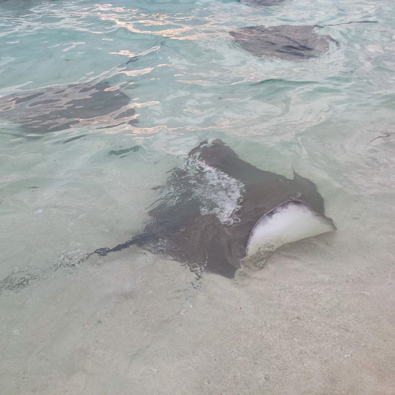 馬爾地Lily渡假村推薦_克拉拉旅遊評論14 (8)