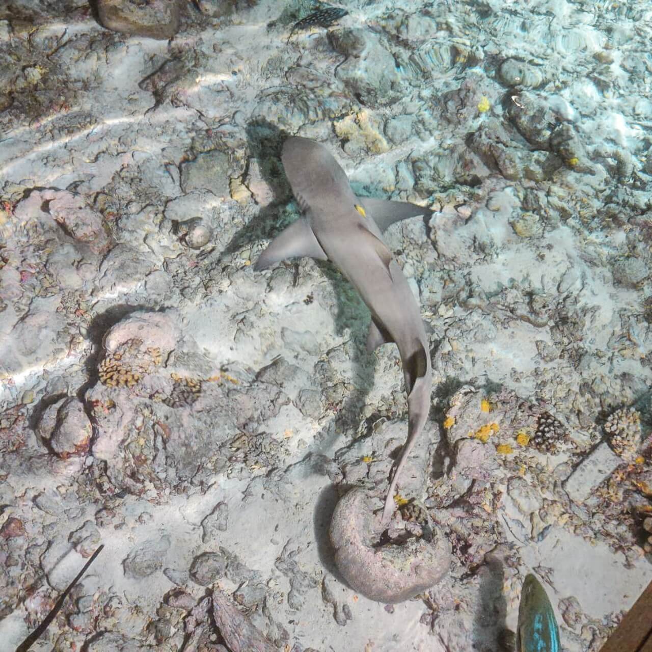 馬爾地夫客人推薦_克拉拉旅遊評價1 (19)