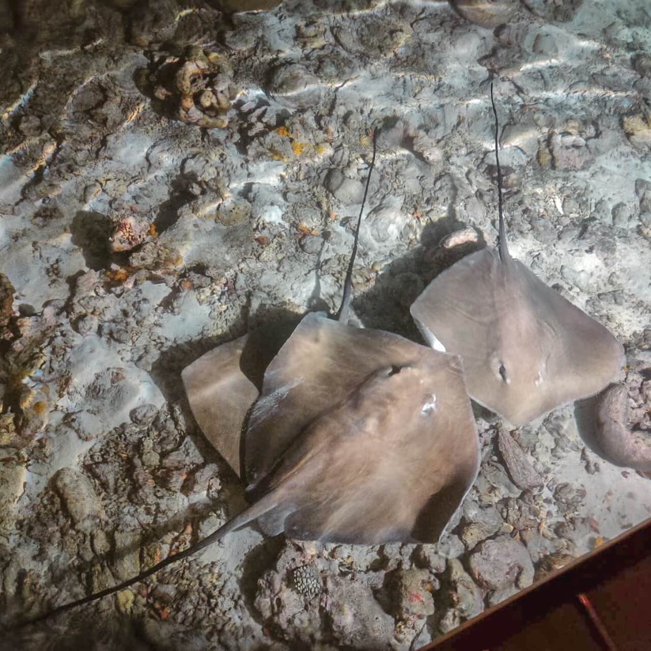 馬爾地夫客人推薦_克拉拉旅遊評價1 (27)