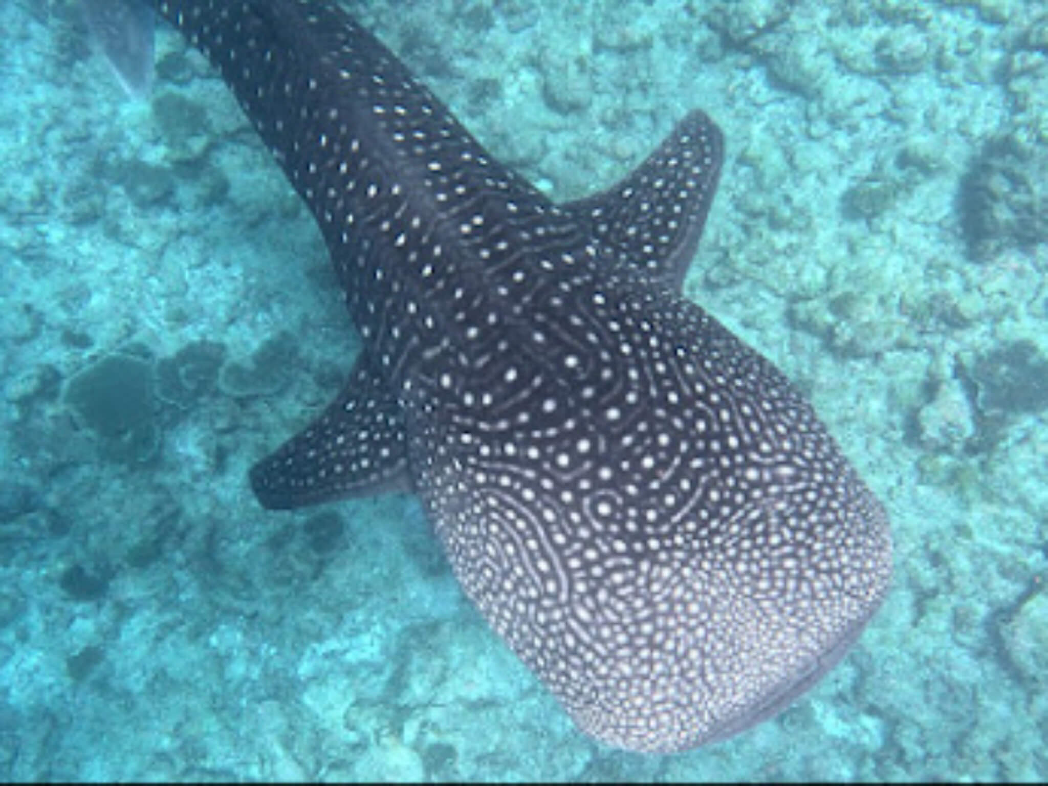 克拉拉旅遊評價_馬爾地夫杜拜旅遊心得1 (5)