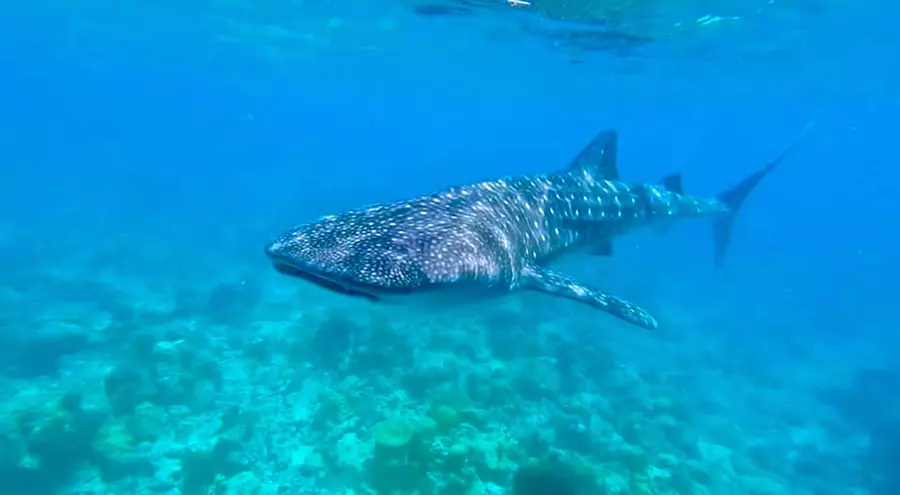 克拉拉旅遊_馬爾地夫旅遊_客人好評分享照片_lily beach莉莉渡假村_鯨鯊照片