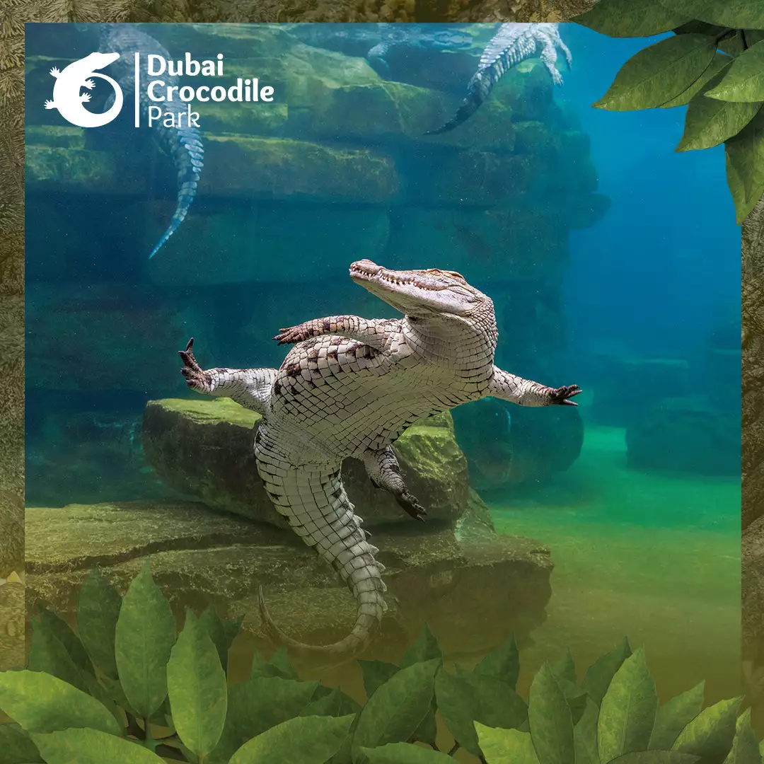 杜拜景點_鱷魚公園