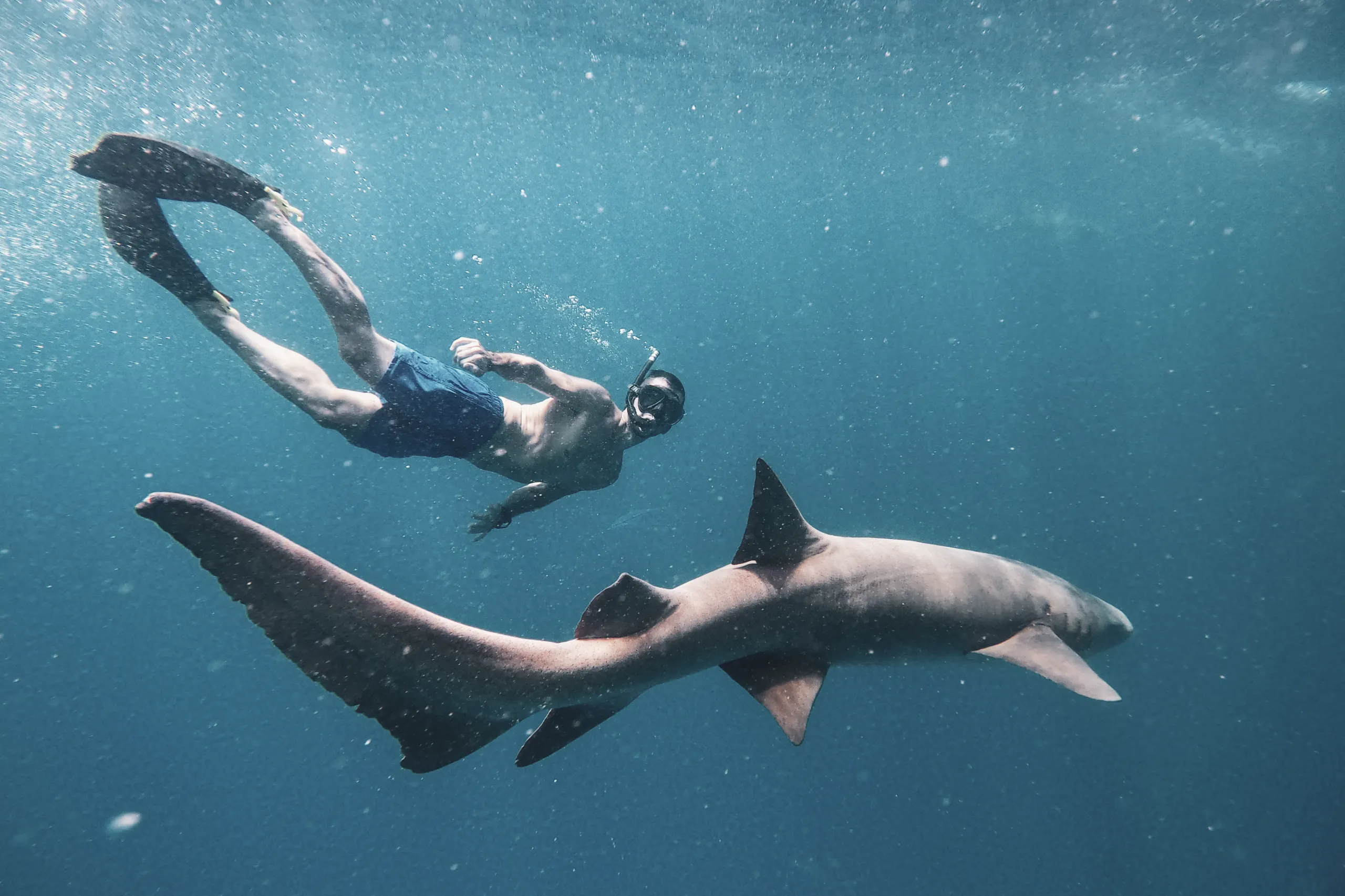 馬爾地夫居民島 ARENA HOTEL_SHARKBAY_WART_UNDERTHEERSEA