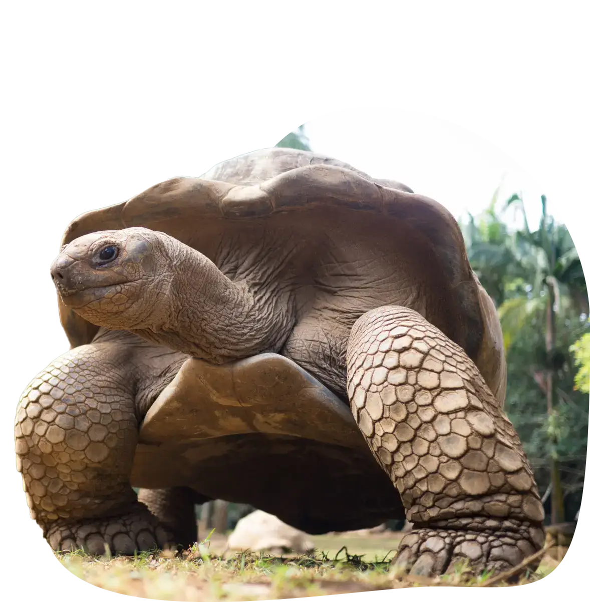 模里西斯-獨特生態系統1