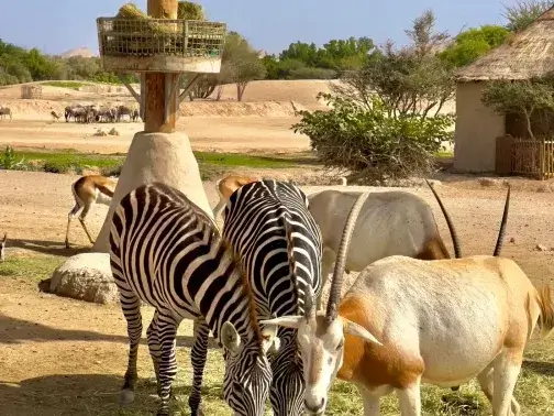艾因野生動物園 