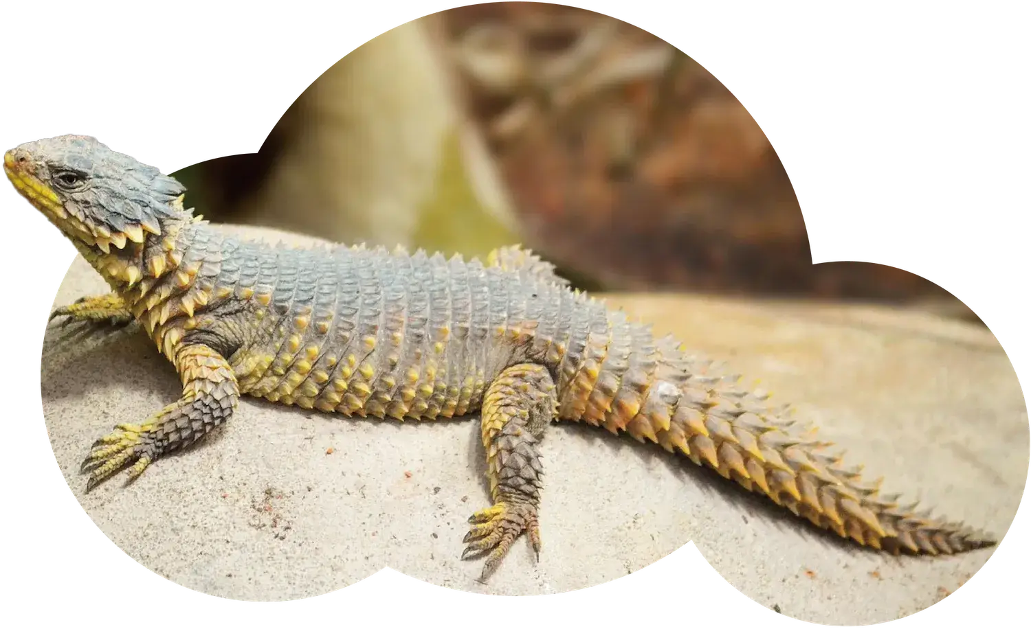 動物素材-日蜥蜴