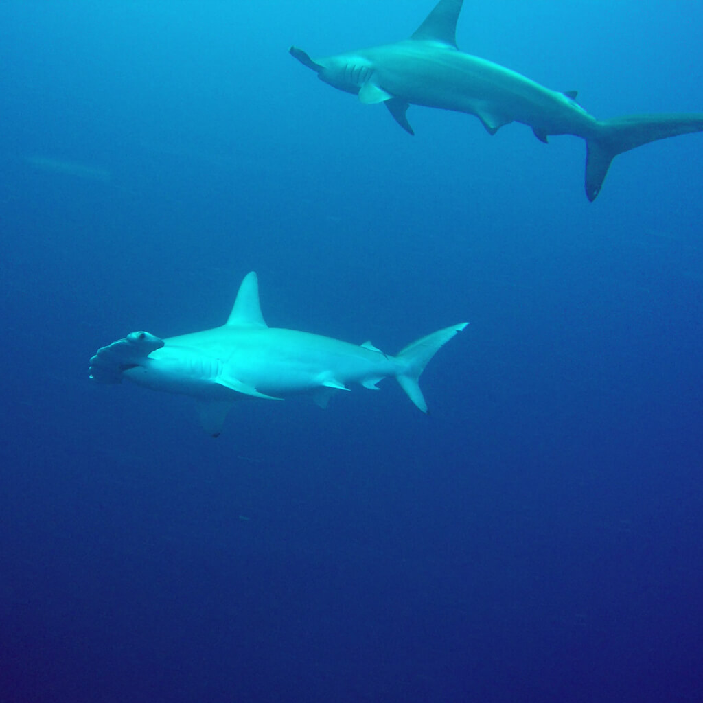 維利甘度潛水活動-雙髻鯊