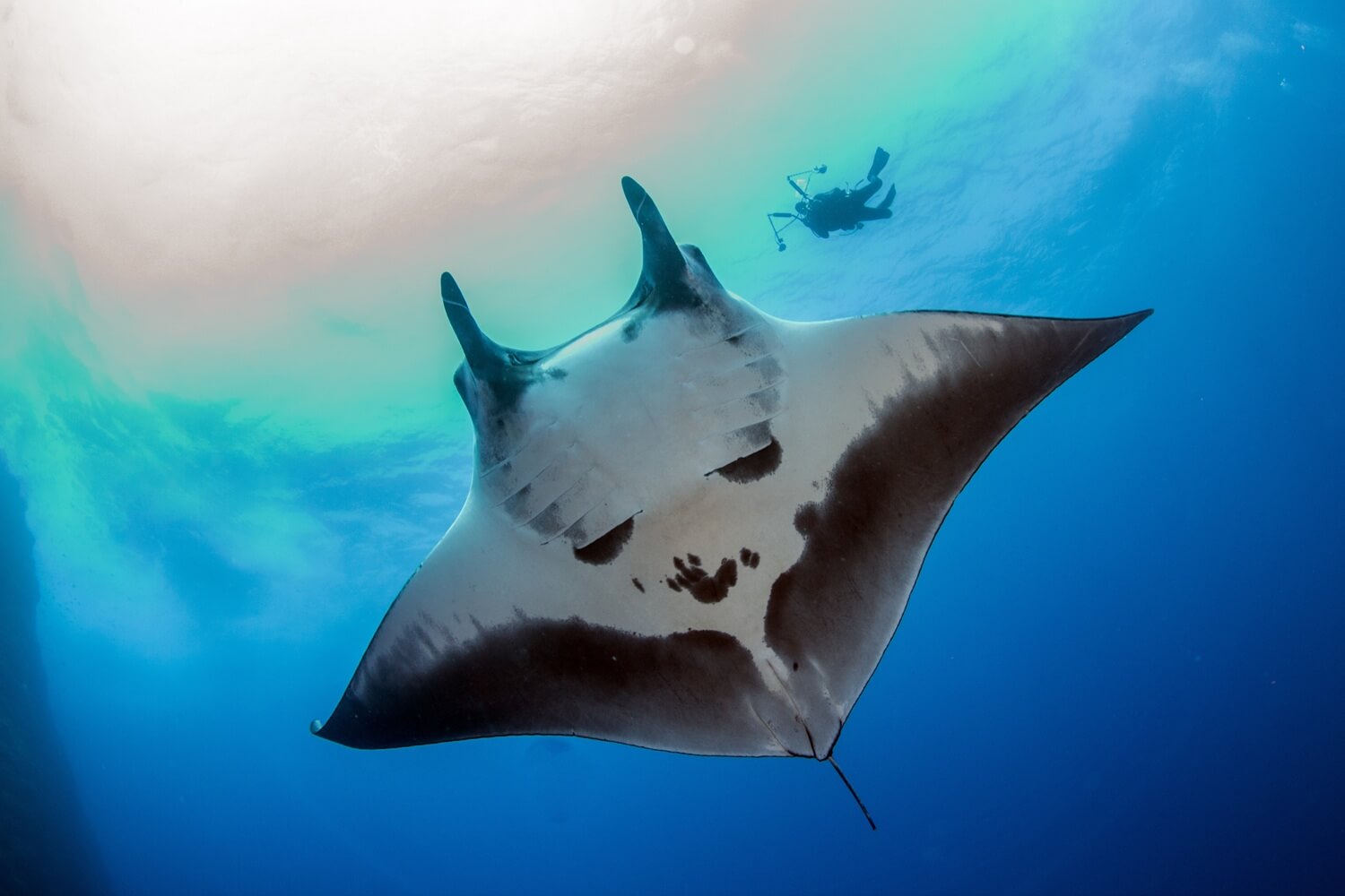 峇里島 Manta point 浮潛