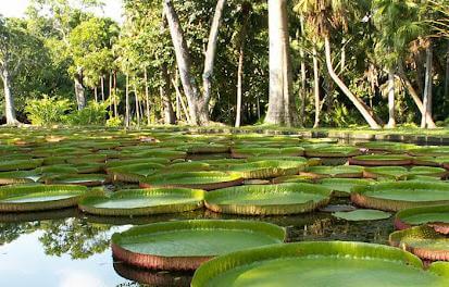 龐普勒穆斯皇家植物園