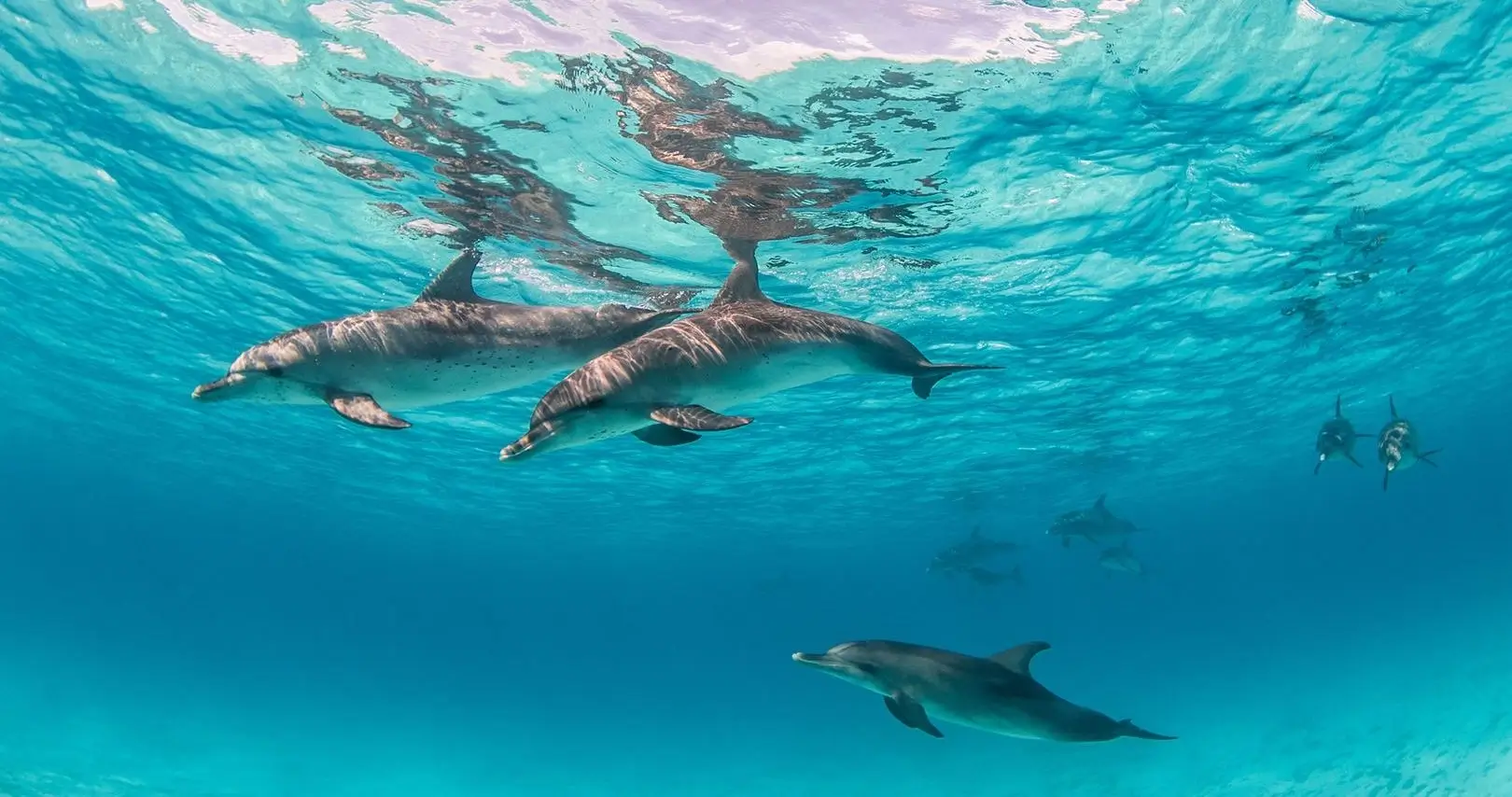 rah gili 度假村海豚巡遊
